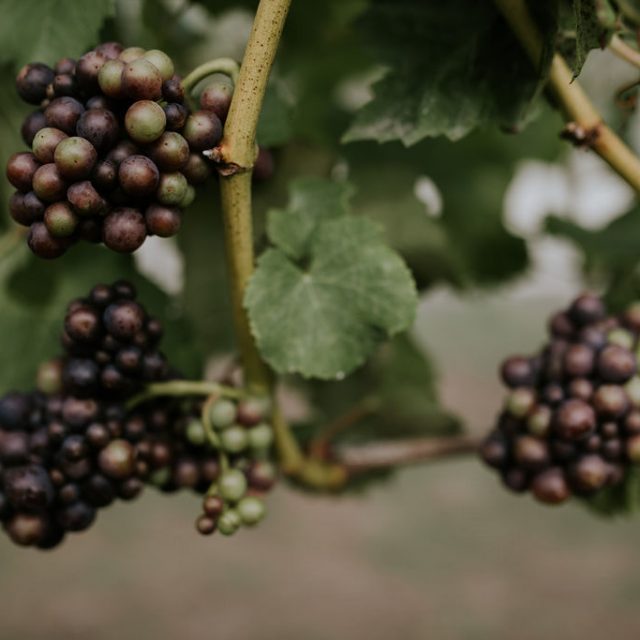 Grape vines at Trevibban Mill in Cornwall